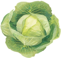 http://italian-kulinar.ru/images/2013/04/cabbage.jpg